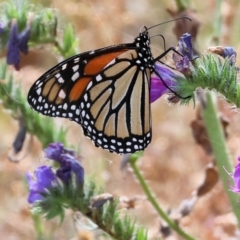 Danaus plexippus (Monarch) at Wyndham, NSW - 31 Dec 2022 by KylieWaldon