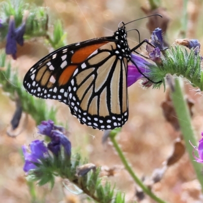 Danaus plexippus (Monarch) at Wyndham, NSW - 31 Dec 2022 by KylieWaldon