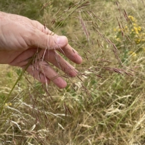 Austrostipa bigeniculata at Hawker, ACT - 29 Dec 2022