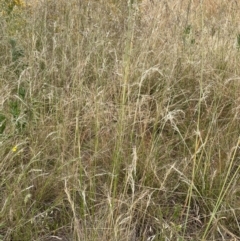 Austrostipa bigeniculata at Hawker, ACT - 29 Dec 2022