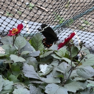 Papilio aegeus at Murrumbateman, NSW - 1 Jan 2023 01:35 PM