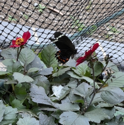 Papilio aegeus (Orchard Swallowtail, Large Citrus Butterfly) at Murrumbateman, NSW - 1 Jan 2023 by SimoneC