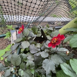 Papilio aegeus at Murrumbateman, NSW - 1 Jan 2023