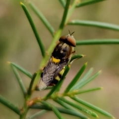 Odontomyia hunteri (Soldier fly) at Aranda Bushland - 31 Dec 2022 by NathanaelC