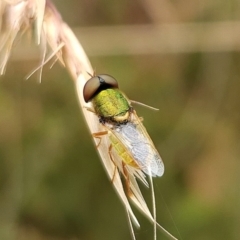 Odontomyia decipiens (Green Soldier Fly) at Aranda Bushland - 31 Dec 2022 by NathanaelC