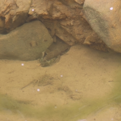 Cherax destructor (Common Yabby) at Carwoola, NSW - 1 Dec 2022 by Liam.m