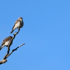 Microeca fascinans (Jacky Winter) at Sutton, NSW - 19 Dec 2022 by Liam.m