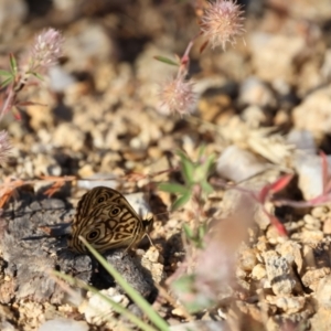 Geitoneura acantha at Burra, NSW - 23 Dec 2022