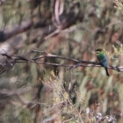 Merops ornatus (Rainbow Bee-eater) at Googong Foreshore - 23 Dec 2022 by Liam.m