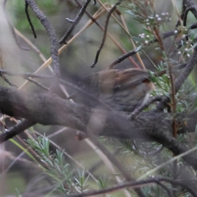 Hylacola pyrrhopygia (Chestnut-rumped Heathwren) at Carwoola, NSW - 26 Dec 2022 by Liam.m