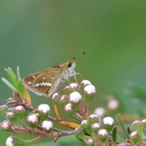 Taractrocera papyria at suppressed - 29 Dec 2022