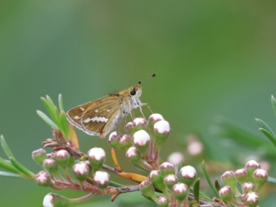 Taractrocera papyria (White-banded Grass-dart) at Carwoola, NSW - 29 Dec 2022 by Liam.m