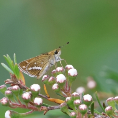 Taractrocera papyria (White-banded Grass-dart) at Carwoola, NSW - 29 Dec 2022 by Liam.m