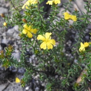 Hibbertia ericifolia at Bombay, NSW - 12 Nov 2022