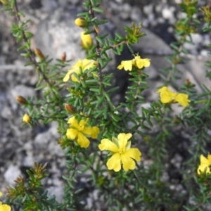 Hibbertia ericifolia at Bombay, NSW - 12 Nov 2022 06:43 AM