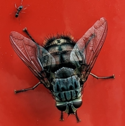 Rutilia sp. (genus) (A Rutilia bristle fly, subgenus unknown) at Hackett, ACT - 1 Jan 2023 by WalterEgo