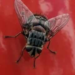 Rutilia sp. (genus) at Hackett, ACT - 1 Jan 2023