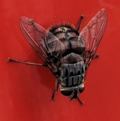 Rutilia sp. (genus) at Hackett, ACT - 1 Jan 2023