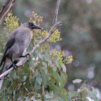 Strepera versicolor (Grey Currawong) at Carwoola, NSW - 29 Dec 2022 by Liam.m