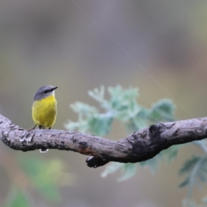 Eopsaltria australis at Carwoola, NSW - 29 Dec 2022