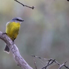 Eopsaltria australis at Carwoola, NSW - 29 Dec 2022