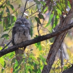 Podargus strigoides (Tawny Frogmouth) at Carwoola, NSW - 23 Dec 2022 by Liam.m