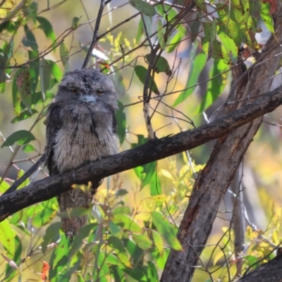 Podargus strigoides (Tawny Frogmouth) at Carwoola, NSW - 23 Dec 2022 by Liam.m