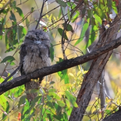 Podargus strigoides (Tawny Frogmouth) at Carwoola, NSW - 22 Dec 2022 by Liam.m