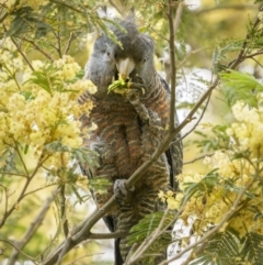 Callocephalon fimbriatum (Gang-gang Cockatoo) at Yanununbeyan State Conservation Area - 30 Dec 2022 by trevsci