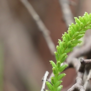 Microtis parviflora at Cotter River, ACT - suppressed