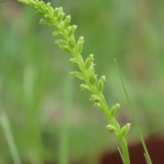 Microtis parviflora at Cotter River, ACT - suppressed