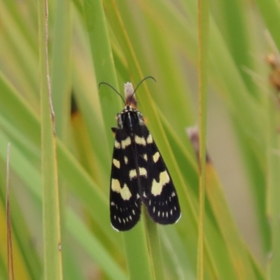 Phalaenoides tristifica (Willow-herb Day-moth) at Paddys River, ACT - 1 Jan 2023 by SandraH