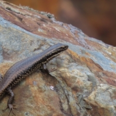 Eulamprus heatwolei (Yellow-bellied Water Skink) at Cotter River, ACT - 1 Jan 2023 by SandraH