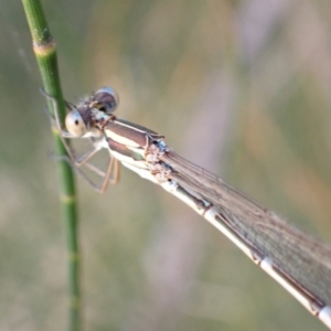 Austrolestes analis at Murrumbateman, NSW - 28 Dec 2022 07:22 PM