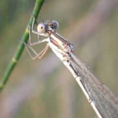 Austrolestes analis at Murrumbateman, NSW - 28 Dec 2022