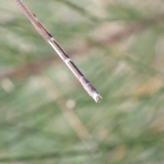 Austrolestes analis at Murrumbateman, NSW - 28 Dec 2022