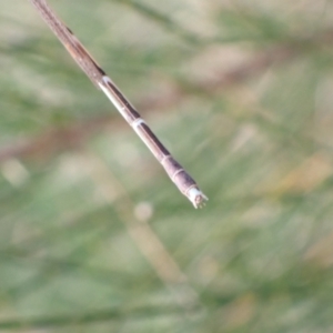 Austrolestes analis at Murrumbateman, NSW - 28 Dec 2022 07:22 PM