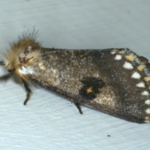 Epicoma contristis at Ainslie, ACT - 27 Dec 2022 10:56 PM