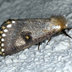 Epicoma contristis at Ainslie, ACT - 27 Dec 2022 10:56 PM