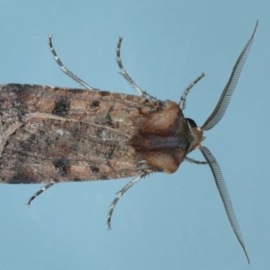 Agrotis porphyricollis at Ainslie, ACT - 27 Dec 2022 10:51 PM