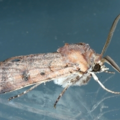 Agrotis porphyricollis at Ainslie, ACT - 27 Dec 2022