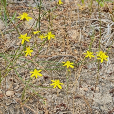 Tricoryne elatior (Yellow Rush Lily) at Isaacs, ACT - 1 Jan 2023 by Mike