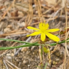 Tricoryne elatior at Isaacs Ridge and Nearby - 1 Jan 2023 03:55 PM