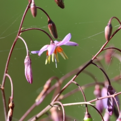 Dianella sp. (Flax Lily) at Wyndham, NSW - 31 Dec 2022 by KylieWaldon