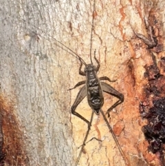 Eurepa marginipennis (Mottled bush cricket) at Campbell, ACT - 31 Dec 2022 by Pirom