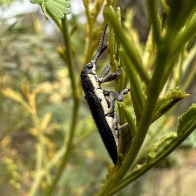 Rhinotia sp. in brunnea-group (A belid weevil) at Ainslie, ACT - 31 Dec 2022 by Pirom