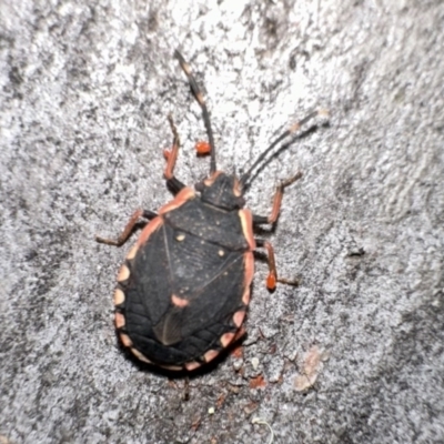 Diemenia rubromarginata (Pink-margined bug) at Campbell, ACT - 31 Dec 2022 by Pirom