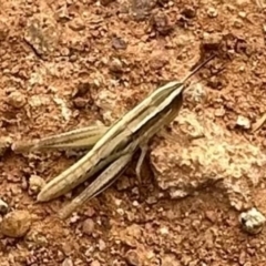 Macrotona australis (Common Macrotona Grasshopper) at Ainslie, ACT - 31 Dec 2022 by Pirom