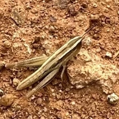 Macrotona australis (Common Macrotona Grasshopper) at Mount Ainslie - 31 Dec 2022 by Pirom