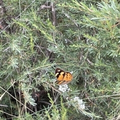 Heteronympha merope (Common Brown Butterfly) at Jerrabomberra, NSW - 1 Jan 2023 by Mavis